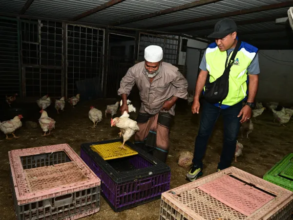 OPS Premis Penyembelihan Ayam 