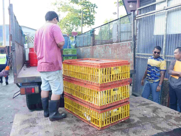 OPS PUSAT PENYEMBELIHAN AYAM