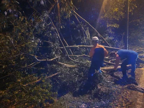OPERASI ADUAN POKOK TUMBANG